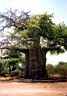BW05 Baobab.jpg