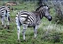 JR069 KNP - Zebra.jpg