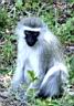 JR082 KNP - Vervet monkey.jpg